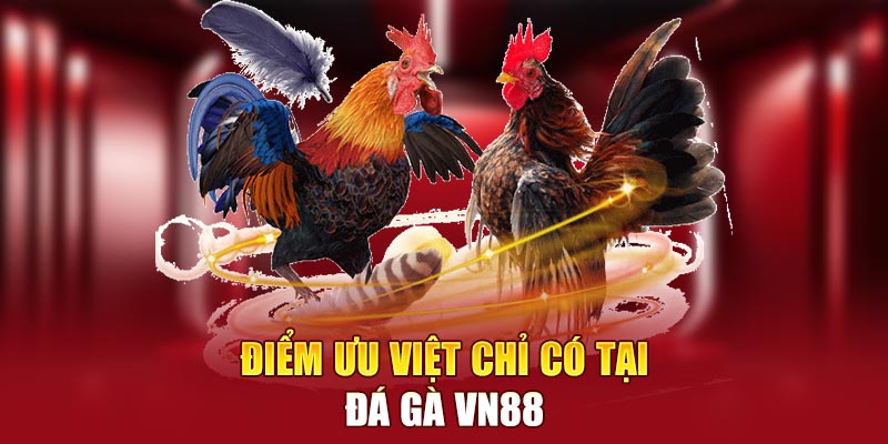 Điểm ưu việt chỉ có tại đá gà VN88