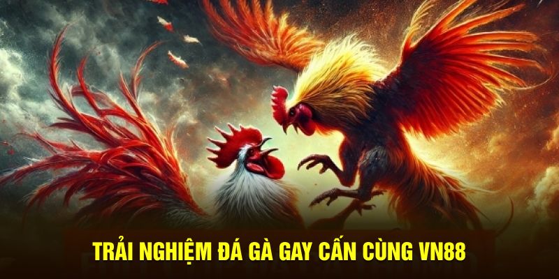 Trải nghiệm đá gà gay cấn cùng VN88